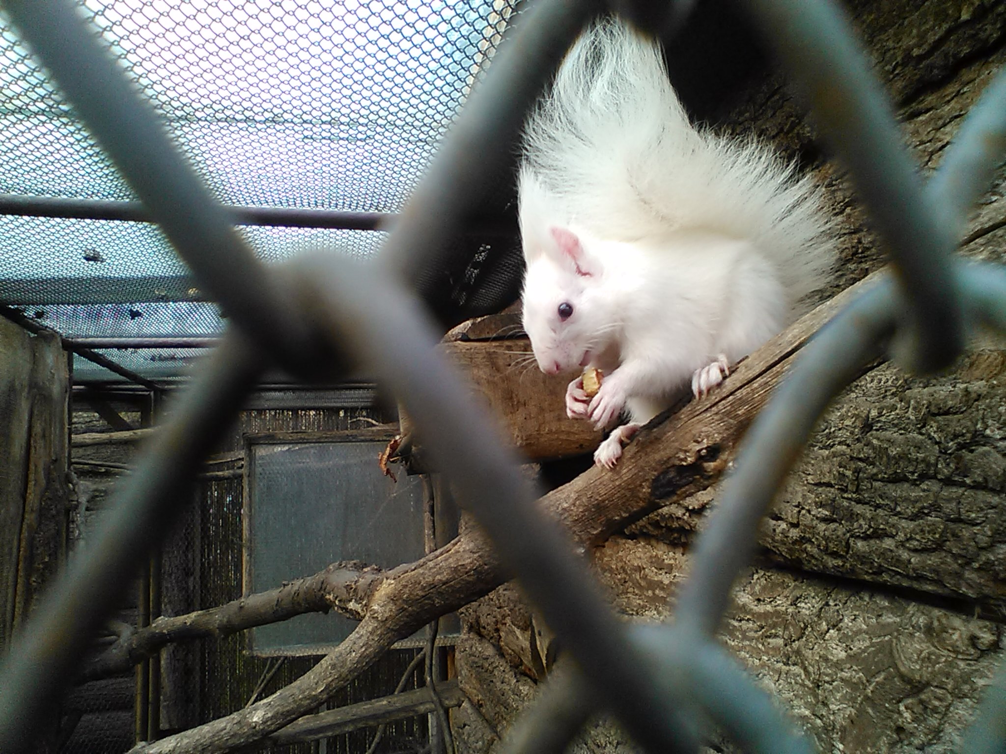 Das Gartentor: Aus alt mach neu | Das Reh im Garten - Gartenblog