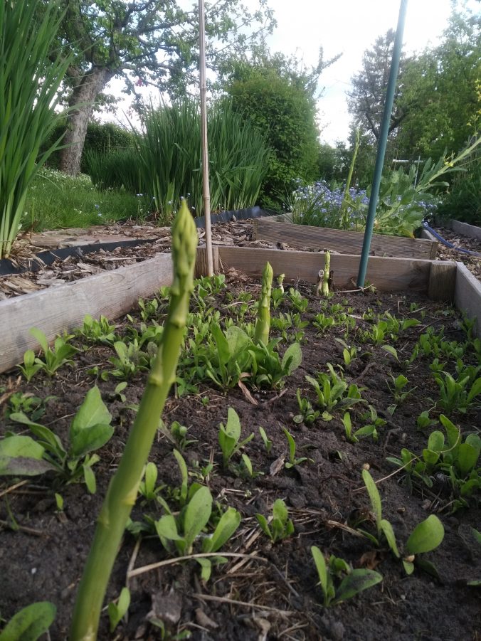 Der Gemüsegarten Anfang Mai Das Reh im Garten Gartenblog