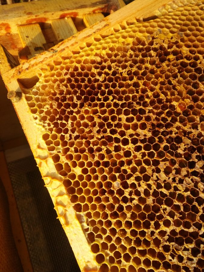 Bienenvolk an Varroa gestorben Das Reh im Garten Gartenblog